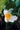 Camellia crapnelliana