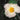 Camellia gigantocarpa rare Camellia species with large fruit