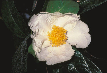 Camellia gigantocarpa rare Camellia species with large fruit