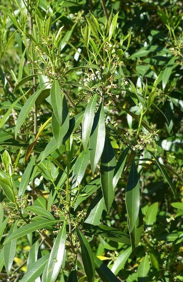 Cartrema americanum, devilwood, a native evergreen shrub offered by Woodlanders.
