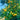Citrumelo Dallas cold hardy citrus fruit on branch