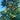 Citrumelo Dallas cold hardy citrus fruit on branch