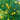 Citrumelo Dallas cold hardy citrus fruit on branch