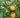 Citrumelo Dallas cold hardy citrus fruit on branch
