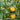 Citrumelo Dallas cold hardy citrus fruit on branch