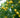 Citrumelo Dallas cold hardy citrus fruit on branch