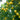 Citrumelo Dallas cold hardy citrus fruit on branch