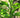 Eustis Limequat