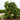 Ponderosa lemon tree with large citrus fruit in container