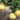 Ponderosa lemon tree with large citrus fruit in container