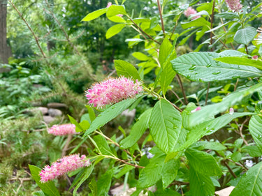 Clethra alnifolia 'Ruby Spice' (pink summersweet) in bloom at Wellfield Botanic Gardens, deep rose-pink bottlebrush flower spikes on a deciduous shrub