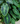 Colocasia esculenta var. antiquorum 'Illustris'