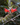 Colquhounia coccinea