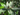 Croton alabamensis