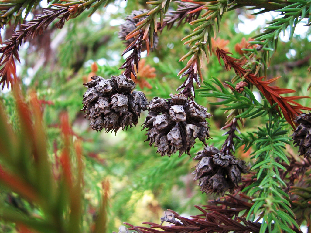 japanese red cedar house plant Cryptomeria japonica – Woodlanders