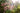 A photo showing a Kalmia latifolia shrub with pink to white cup-shaped flowers in bloom, with green foliage and sunlight peeking through.