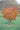 Sapium japonicum