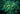 Staphylea trifolia