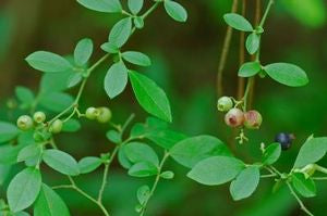 Vaccinium elliottii native blueberry shrub with red foliage