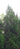 Juniperus virginiana 'Lawrenceville'
