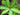 Illicium floridanum (variegated)