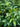 Sarcococca sp. (Sweetbox)