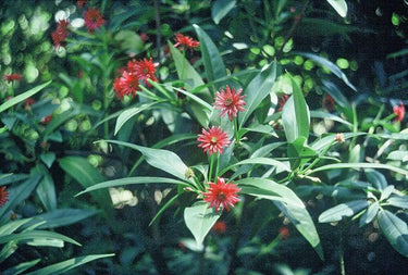 Illicium mexicanum, Mexican anise tree, deep red many-strapped star-shaped flower against glossy evergreen leaves