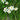 Zephyranthes atamasco white lily flower in native garden