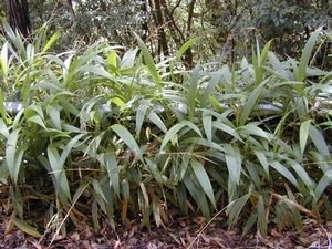 palm grass plant Setaria palmifolia