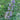 Shoal Creek chaste tree with summer lilac blooms