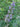 Shoal Creek chaste tree with summer lilac blooms
