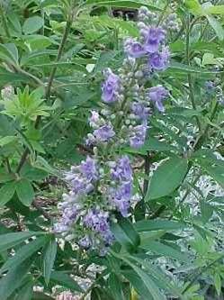 Shoal Creek chaste tree with summer lilac blooms