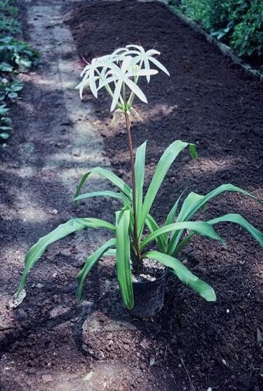 Crinum americanum, swamp lily, white star-shaped flowers with narrow recurved tepals on a tall scape