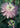 Passiflora incarnata
