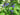 Salvia guaranitica "Black and Blue"