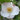 Camellia lutchuensis, the fragrant camellia, small single white flowers with yellow stamens on a twiggy evergreen shrub.