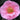 Camellia 'California Dawn', large light-pink semi-double flowers with crepe-like petals on a glossy evergreen camellia.