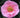 Camellia 'California Dawn', large light-pink semi-double flowers with crepe-like petals on a glossy evergreen camellia.