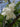 Halesia diptera var. magniflora