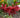 Illicium floridanum 'Halley's Comet'