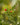 Ruscus aculeatus