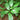 Flowering evergreen Viburnum x globosum shrub