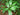Flowering evergreen Viburnum x globosum shrub