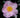 Camellia sasanqua 'Misty Moon'