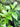 Gardenia sp. (from China)
