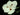 Dietes bicolor