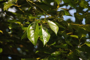 Glossy dark evergreen leaves of Phoebe cavaleriei, pale greenish white on the undersides.