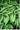 Acer fabri