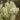 Amelanchier obovalis