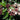Viburnum tinus Spring Bouquet evergreen Laurustinus shrub